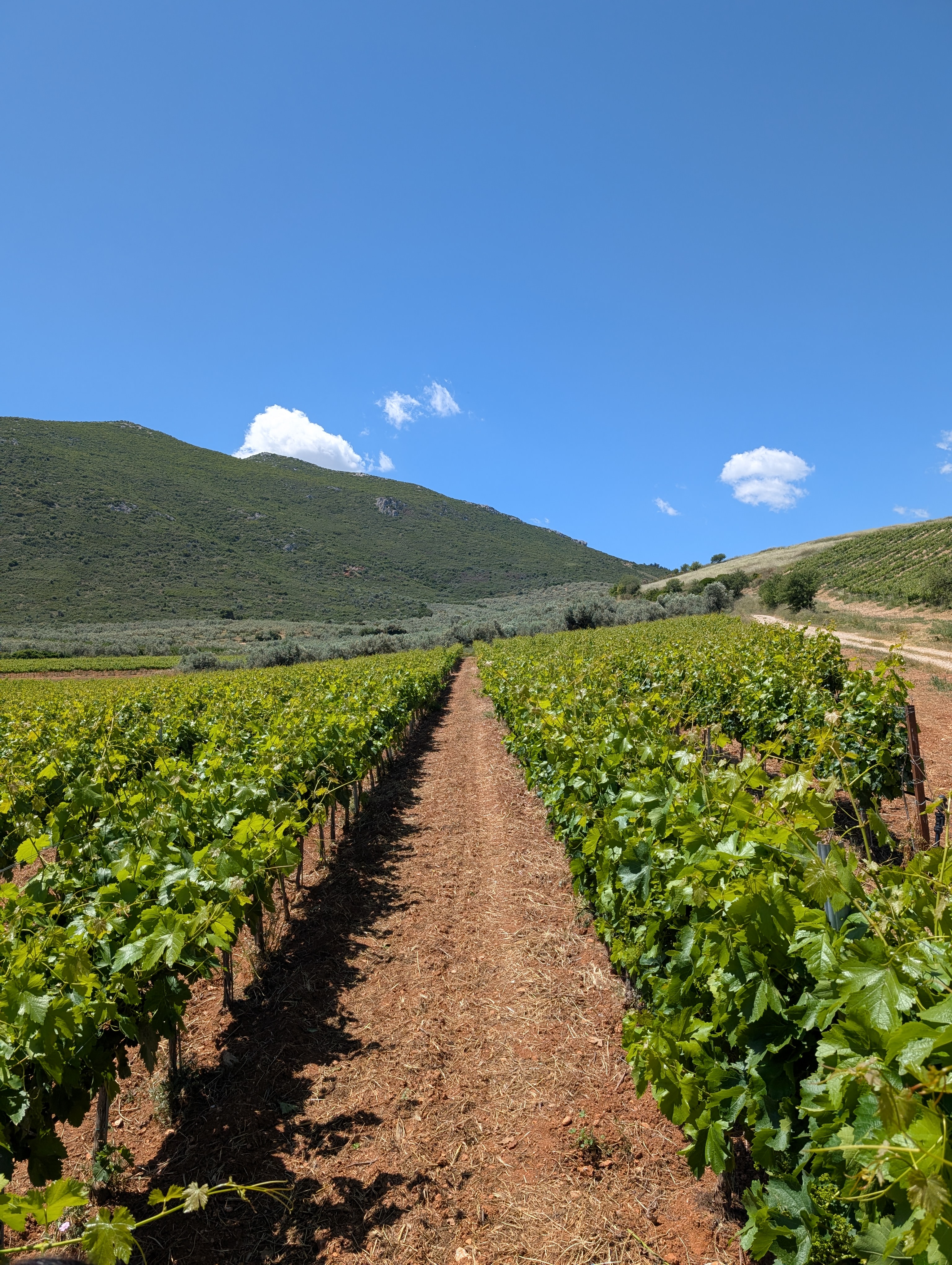 Vineyard