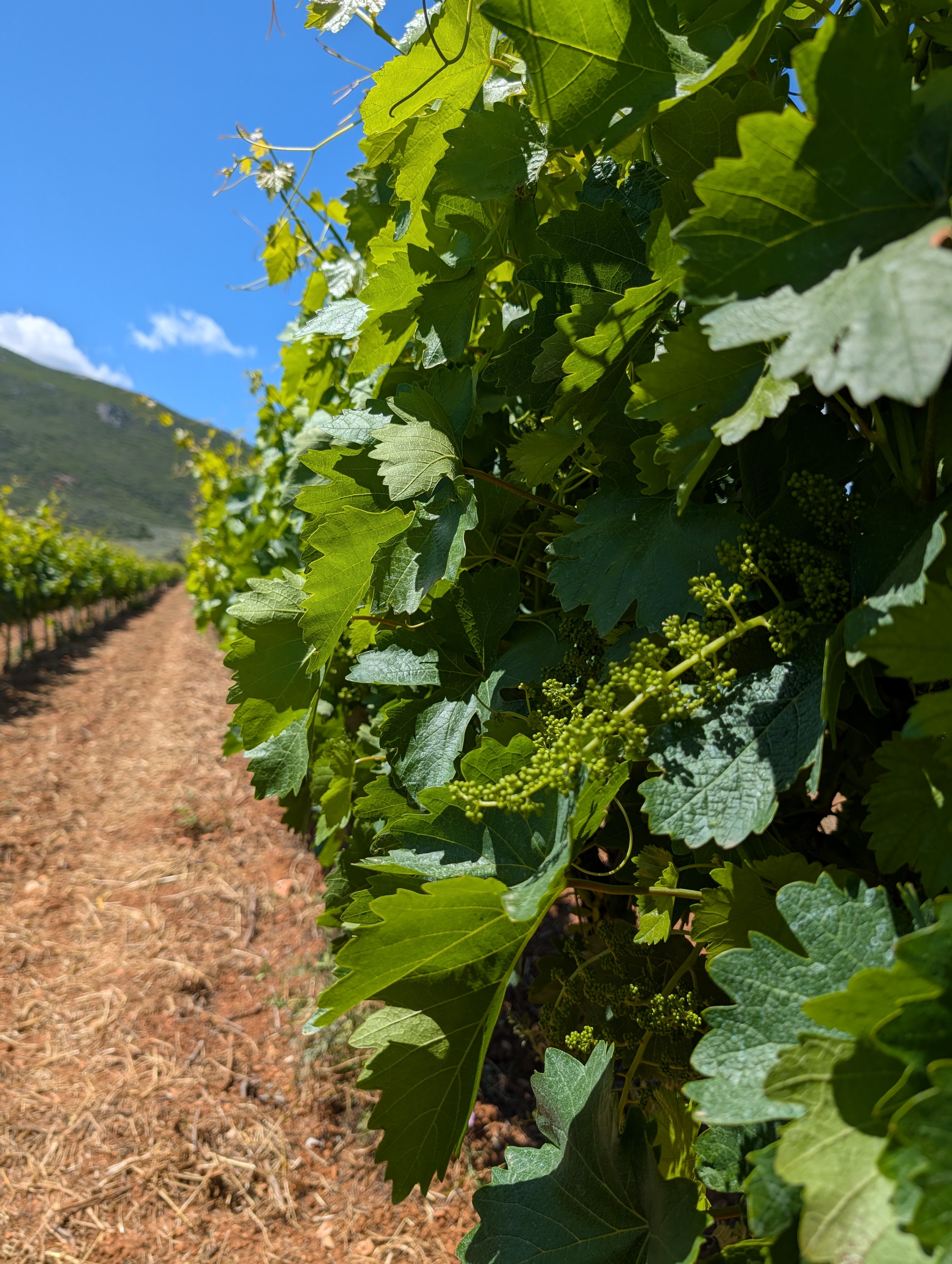 Roditis Grapes